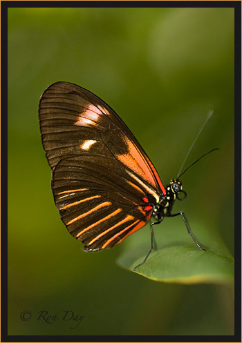 Butterfly (Heliconius)